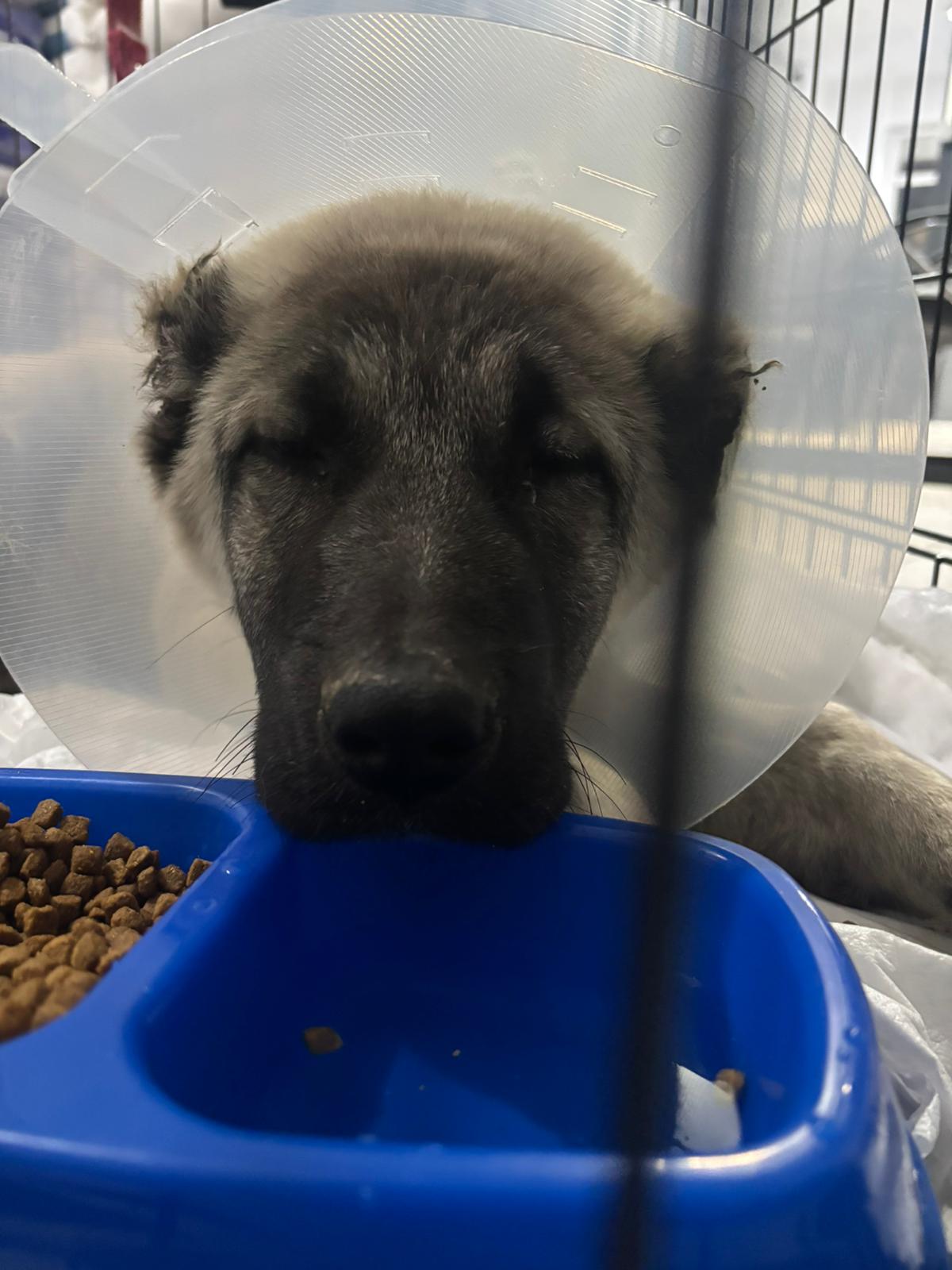 Sam-Vet Veteriner Kliniği görseli 8